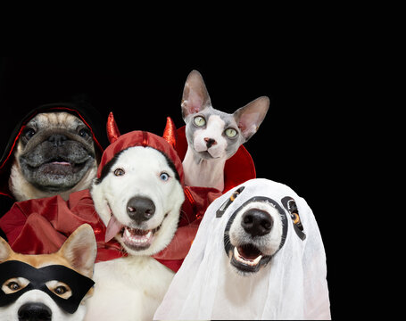 Fbanner halloween or carnival. Funny portrait puppy dogs and cat dressed as a devil, vampire, ghost and hero. Isolated on black background