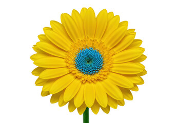Isolated Gerbera Daisy Yellow Flower with Blue Center Floral Head Blooming Blossom Bloom