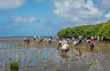 A large group of local communities along the waterfront of Suva, Fiji, planting shoots to extend and regenrate the coastal mangrove forests. Suva, Fiji, South Pacific Ocean © Luis