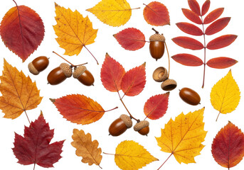 Isolated collection of autumn leaves and acorns seasonal harvest fall design element
