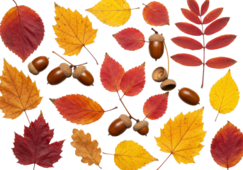 Isolated collection of autumn leaves and acorns seasonal harvest fall design element