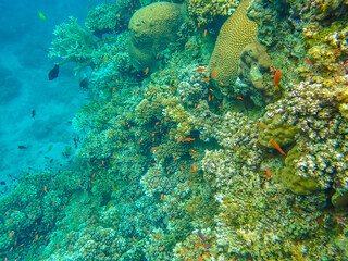 Incredible diversity of forms and colors among corals and fish  in the reefs off the coast of Savusavu, Vanua Levu Island, Fiji, South Pacific Ocean
