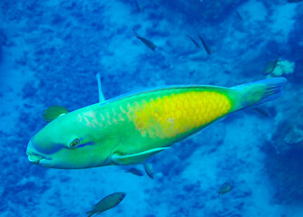 Bue and yellow parrotfish in the reefs off the coast of Savusavu, Vanua Levu Island, Fiji. 
