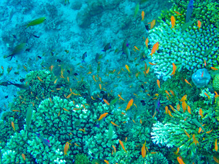 Explosion of vibrant color and fascinating shapes in the reefs off the coast of Savusavu, Vanua Levu Island, Fiji, South Pacific Ocean