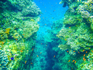 Underwater canyon in the reefs off the coast of Savusavu, Vanua Levu Island, Fiji, South Pacific Ocean