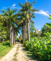 Palm tree lined entrance to a  traditional village in the outskirts of Nadi, Viti Levu Island, Fiji, South Pacific Ocean © Luis
