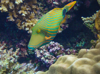 Obraz premium Oranged-lined triggerfish in the reefs off the coast of Savusavu, Vanua Levu Island, Fiji, South Pacific Ocean