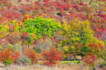 Hillside bursts with autumn trees. Hill covered in vibrant autumn foliage, with a rich mosaic of red, orange, and yellow hues