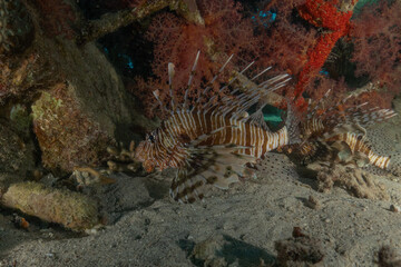 Lionfish (Pterois miles) in the Red Sea, colorful fish, Eilat, Israel
