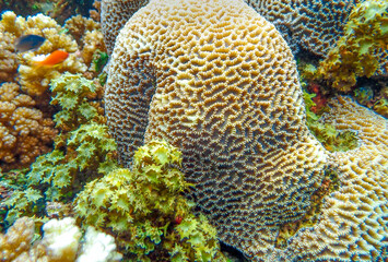 Closeup of a beautiful brain coral (Colpophyllia natans) in the reefs off the coast of Savusavu, Vanua Levu Island, Fiji, South Pacific Ocean