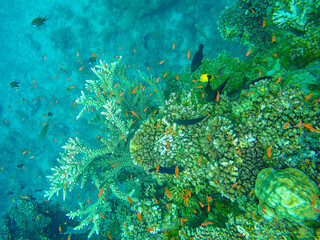 Intricate arabesque shapes of the corals in the reefs off the coast of Savusavu, Vanua Levu Island, Fiji, South Pacific Ocean