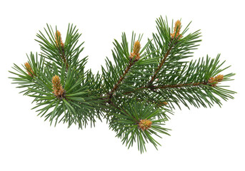 Isolated evergreen plant branch, fir tree, pine needles, fresh foliage, forestry element