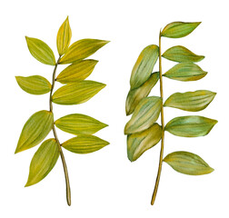 Hand drawn green leaves. Watercolor illustration.