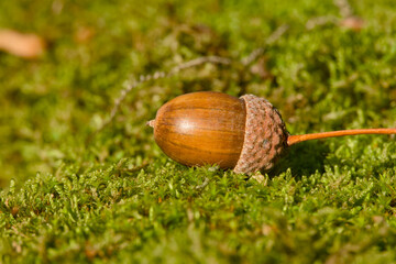 Autumn macro of acorn lying on green moss in natural light