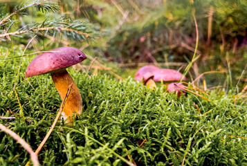 Edible Boletus badius mushrooms growing on a moss ground in a forest 