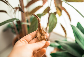 Calathea house plant portrait with brown leaves. Home gardening concept. Brown stains on a leaf of a ctenanthe plant. Plant desease and home care. Urban Jungle theme.
