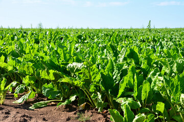 a green field of sugar beet low angle view close up