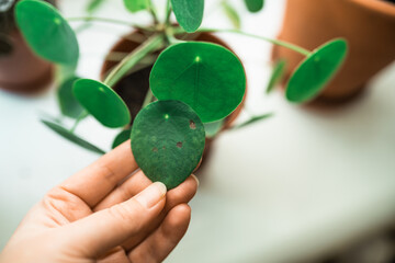 Chinese money plant house plant portrait with brown leaves. Home gardening concept. Brown stains on a leaf of a pilea  plant. Plant desease and home care. Urban Jungle theme.