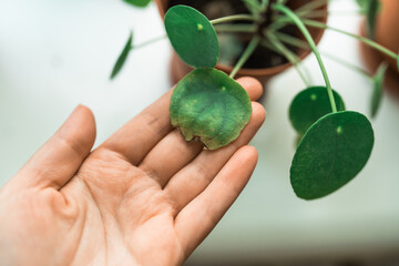 Chinese money plant house plant portrait with brown leaves. Home gardening concept. Brown stains on a leaf of a pilea  plant. Plant desease and home care. Urban Jungle theme.
