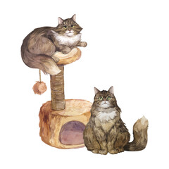 Watercolor illustration of fluffy cats