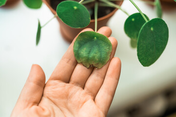 Chinese money plant house plant portrait with brown leaves. Home gardening concept. Brown stains on a leaf of a pilea  plant. Plant desease and home care. Urban Jungle theme.