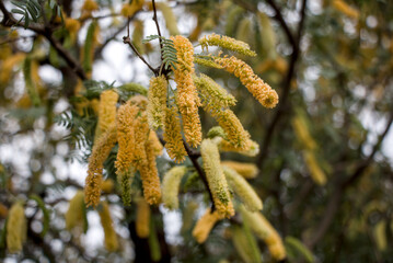 Tree pollen 