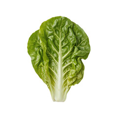 Bright green leaves of romaine lettuce, a vibrant vegetable