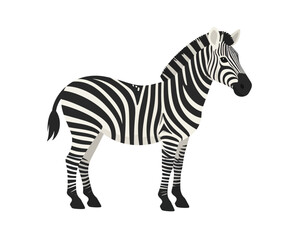 Fototapeta premium Standing zebra with black and white stripes against a clean white background.