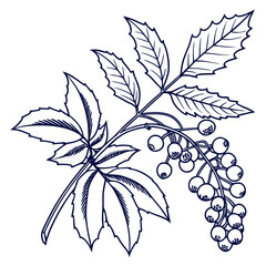 oregon grape with leaves