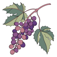 Fototapeta premium oregon grape on white background 