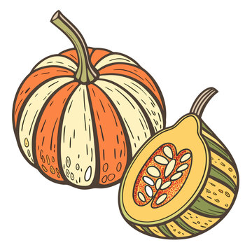 opo squash on white background 