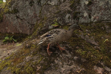 Duck on mossy rock