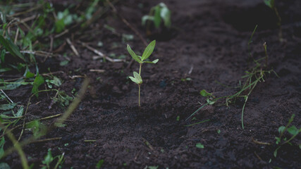 Young green plant growing from dark soil, symbol of new life, hope, and sustainability. Concept for reforestation, environmental protection, and nature recovery.