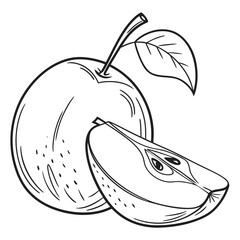 nashi pear vector