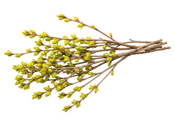 Isolated bunch of branches with first green spring buds against a seamless background