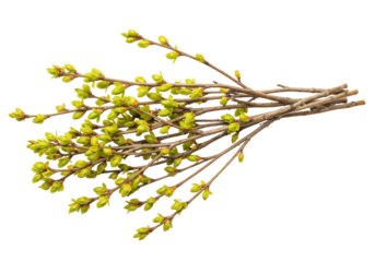 Isolated bunch of branches with first green spring buds against a seamless background