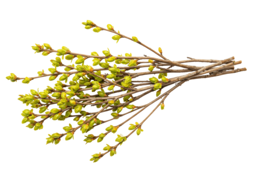 Isolated bunch of branches with first green spring buds against a seamless background