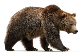 Fototapeta premium Bear with different isolated on white backhground