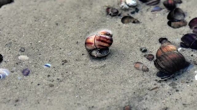 Colorful shells on sandy bottom of Dnipro river, shallow depth of water