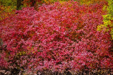 Small red autumn leaves texture on red background