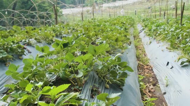 Young strawberry plants growing in rows under plastic mulch in greenhouse farm in Chiang Mai, Thailand. Close up. Agriculture, farming and gardening concept. Organic and local farming
