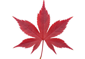 Isolated red Japanese maple leaf with seven lobes, autumn foliage, nature element