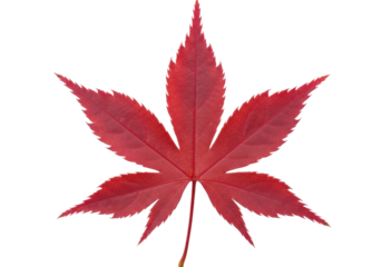 Isolated red Japanese maple leaf with seven lobes, autumn foliage, nature element