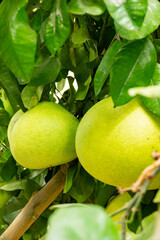 Widely known in South China and India this ancient fruit is the parent of the modern grapefruit. It is believed that Captain Shaddock from the East India Company took seed to Barbados where later. 