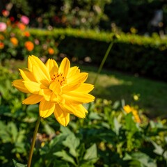 Bright yellow flower in a garden setting