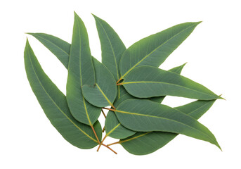 Isolated green leaves of eucalyptus plant on a clean backdrop for aromatherapy and nature themes © Stefan