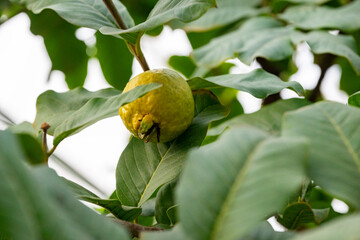 Fototapeta premium Guava, also known as the 'guava-pear' in various regions, is a common tropical fruit cultivated in many tropical and subtropical regions. The common guava Psidium guajava is a small tree in the myrtle