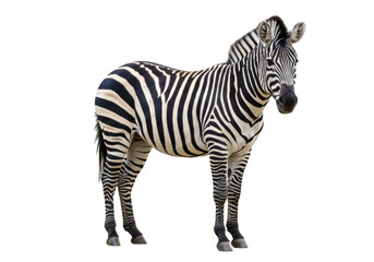 Isolated Zebra with Stripes standing peacefully, wild animal, African wildlife, equine mammal