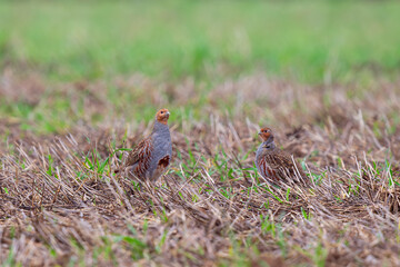 Common Partridge (Perdix perdix) male and female in farmland, Hesse, Germany