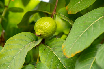 Fototapeta premium Guava, also known as the 'guava-pear' in various regions, is a common tropical fruit cultivated in many tropical and subtropical regions. The common guava Psidium guajava is a small tree in the myrtle